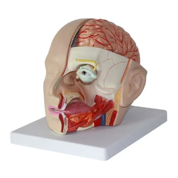 Anatómiai agyi artéria anatómia Emberi fej agyi artériás modell Kép